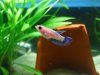 Aquarien 105.jpg