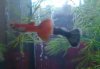 2 Guppy´s.JPG