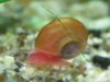 1 schnecke.jpg