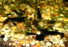 Schwarze Tiger Babys 3-Forum.JPG