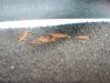 100_1107.JPG