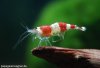 nele_img_6732bweb.jpg