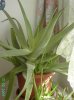 aloe 002.jpg