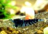 bl1IMG_1277.jpg