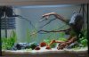 Aquarium 15.02.09 003_01.jpg