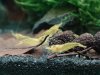 yellow gruppe 2.jpg