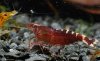 Caridina cf babaulti Malaya 001.jpg