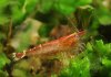 Caridina cf babaulti Malaya 035.jpg