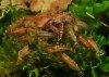 Caridina cf babaulti Malaya 016.jpg