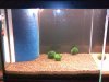 Aquarium 003.jpg