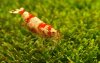 new bees rw 014.jpg