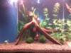 Aquarium 004.jpg