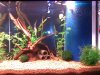 Aquarium 005.jpg