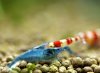 blaue-red-fire-3.jpg