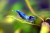 blaue-red-fire-5.jpg