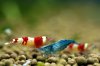 blaue-red-fire-4.jpg