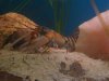 cherax_1.JPG