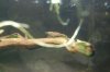 Caridina parvidentata k.jpg