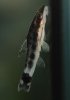 Otos 07.03.09 007_01.jpg