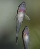Otos 07.03.09 012_01.jpg