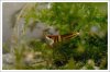 comp_DSC_0173sulawesi.jpg