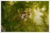 comp_DSC_0175extremcropsulawesi.jpg