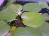 Froschbiß1.JPG