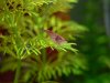 02 Neocaridina heteropoda var. Red Fire (Red Fire Garnele).JPG