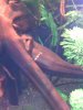 Aquarium 014.jpg