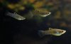 caucana_DSC_2539.jpg