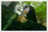 comp_DSC_0255sulawesi.jpg