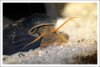 comp_DSC_0259sulawesi.jpg