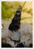 comp_DSC_0260sulawesi.jpg