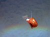 Regenbogen-PHS.jpg
