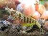 Babaulti stripe.jpg