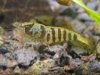 Babaulti stripe 1.jpg