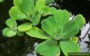 muschelblume-pistia.jpg
