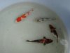 koi1.jpg