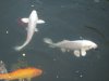 Koi.jpg