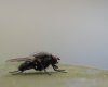 DSC03277.jpg