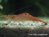 caridina_hordgarti_-023.jpg