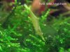shrimp_attack-006.jpg