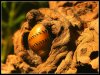 Rennschnecke.jpg