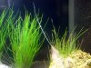 2009_0405Aquarium0050.JPG
