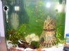 Aquarium 032.jpg