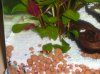 Aquarium 018.jpg