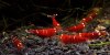 Crystal Red GF 01.jpg