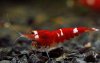 Crystal Red GF 02.jpg