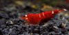Crystal Red GF 04.jpg