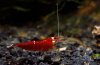 Crystal Red GF 05.jpg